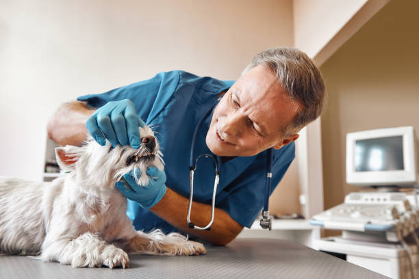Best Emergency Denture Repair in Manvel, TX